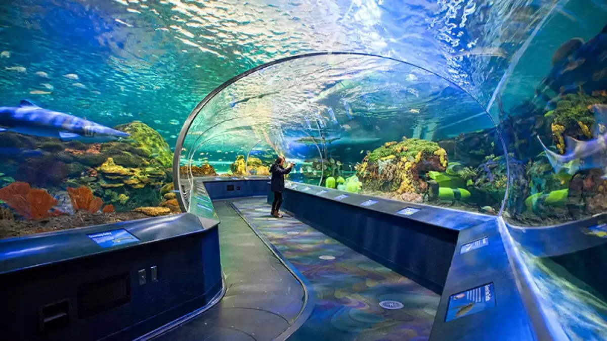 Aquarium Ripley du Canada
