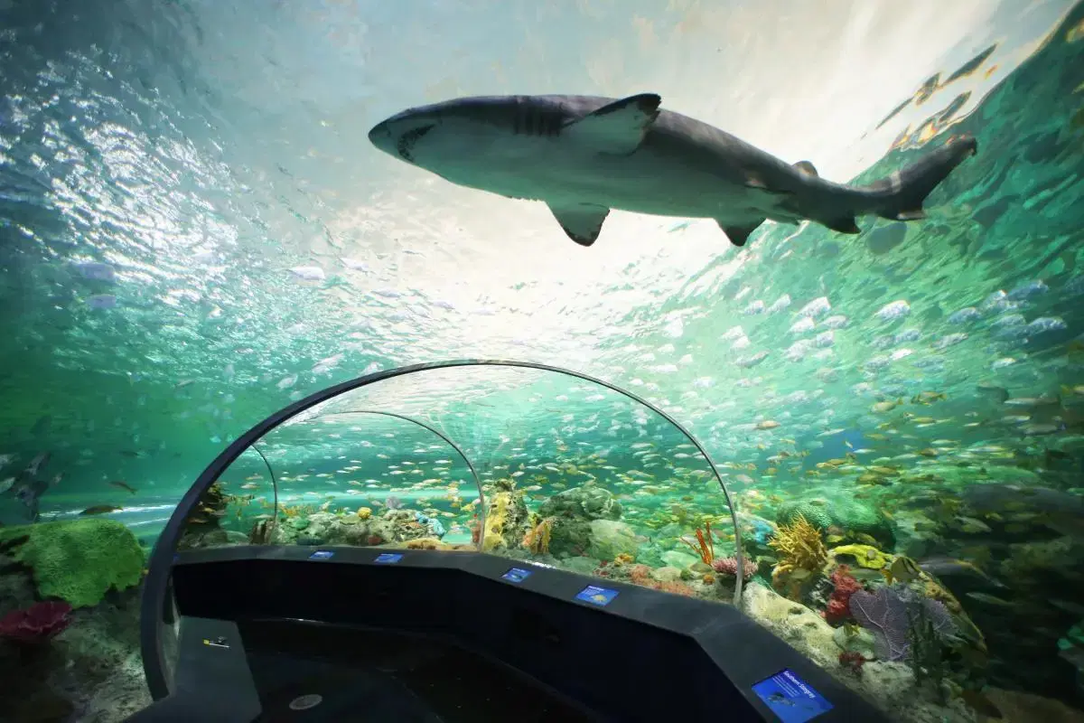 Aquarium Ripley de Toronto